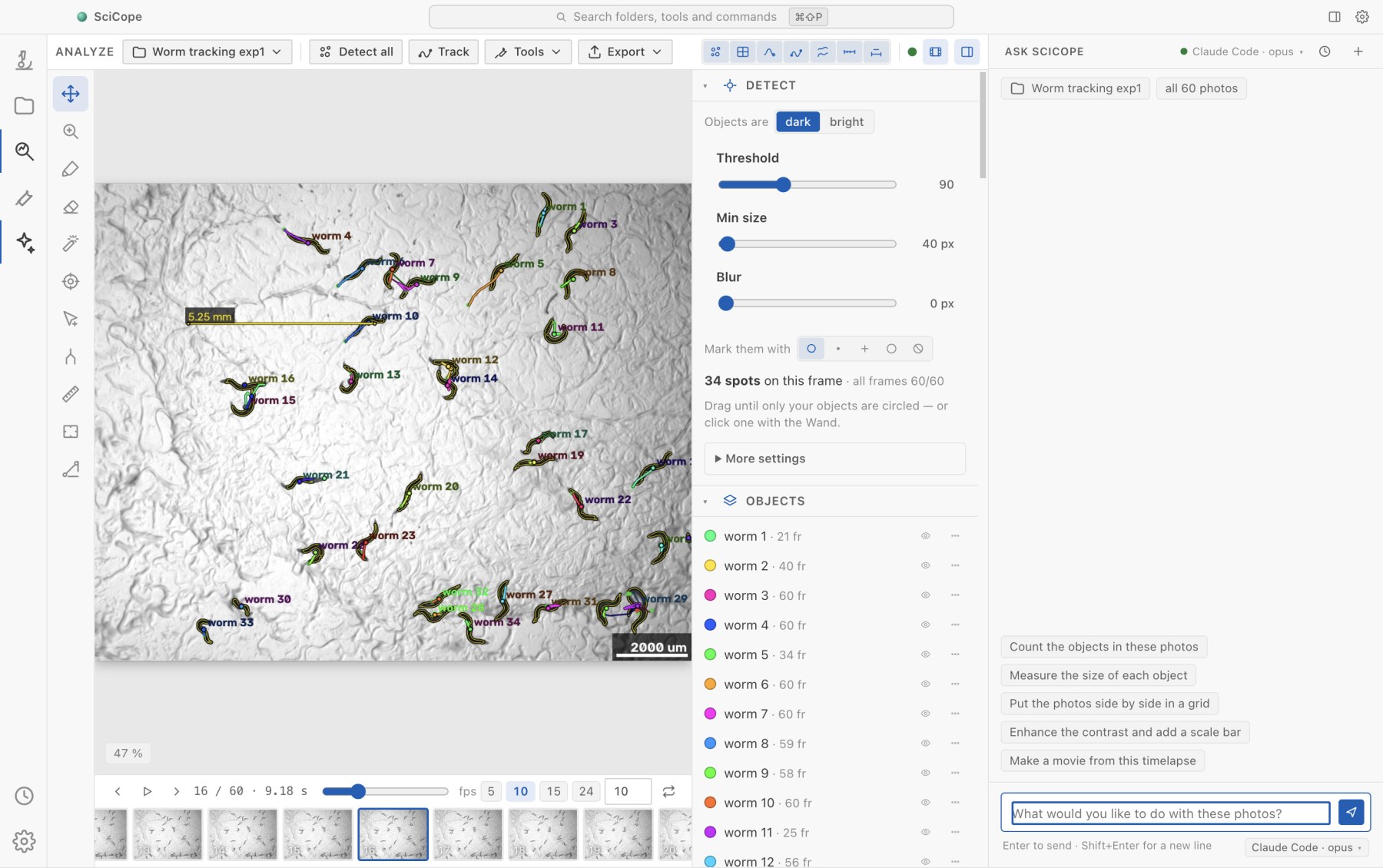 The Analyze workspace: 60 frames of a worm plate, every animal outlined and named, a measurement of 5.25 mm across the plate, a 2000 µm scale bar, the Detect panel with threshold and size sliders reading “34 spots on this frame”, the object list and the film strip.
